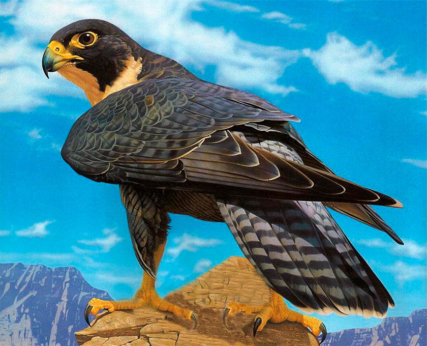 Монастырь Сан Мигель дель Фай и шоу хищных птиц